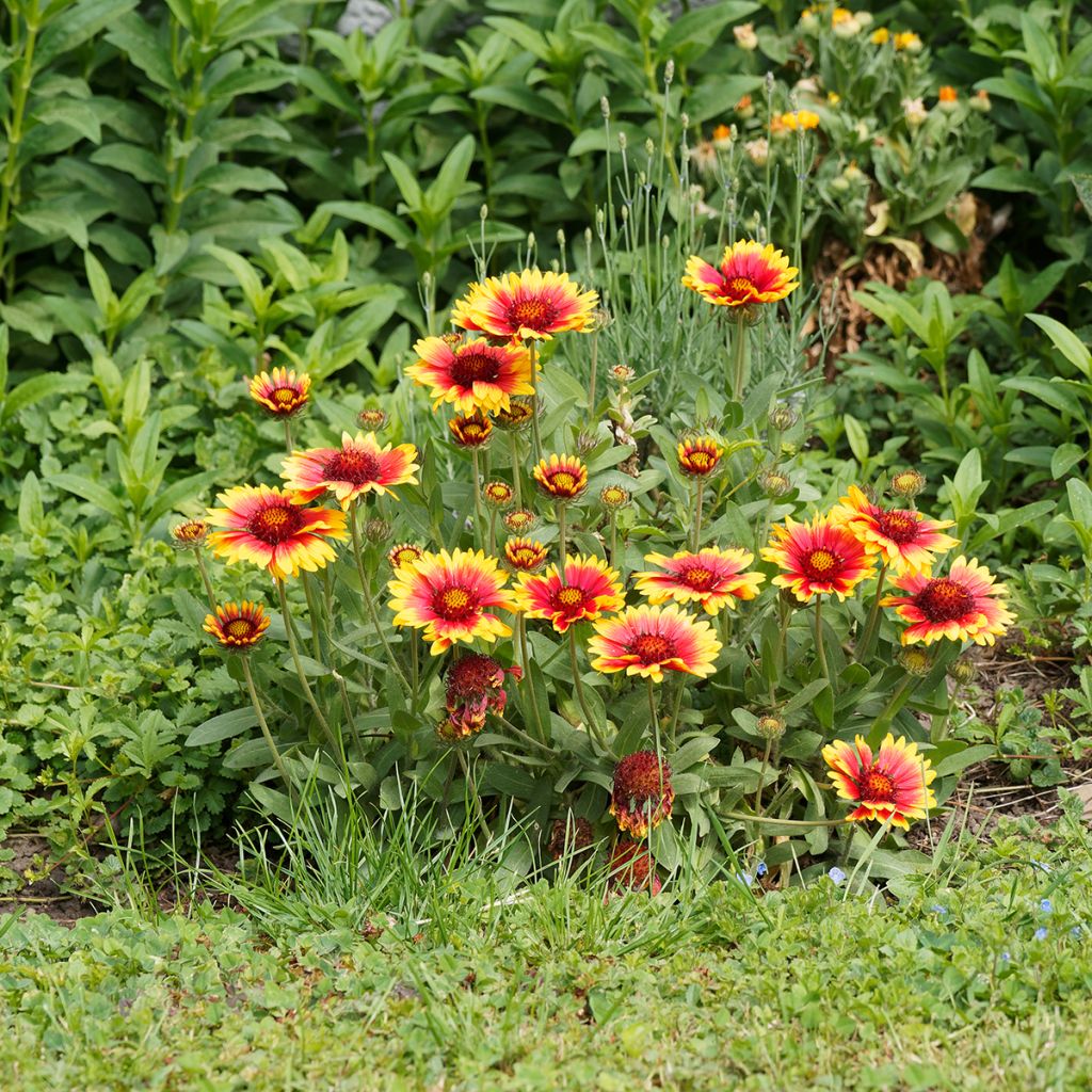 Loistosädekukka Kobold