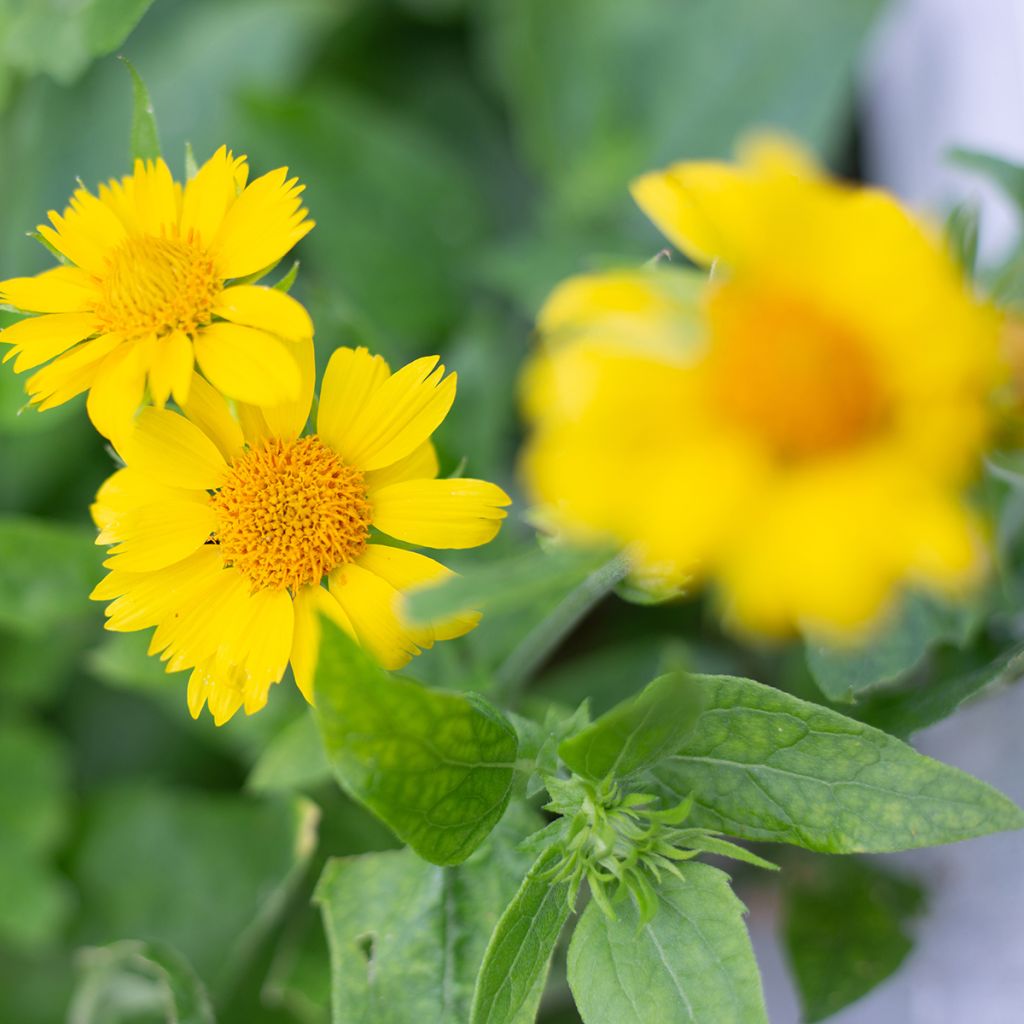 Syyssädekukka Maxima Aurea