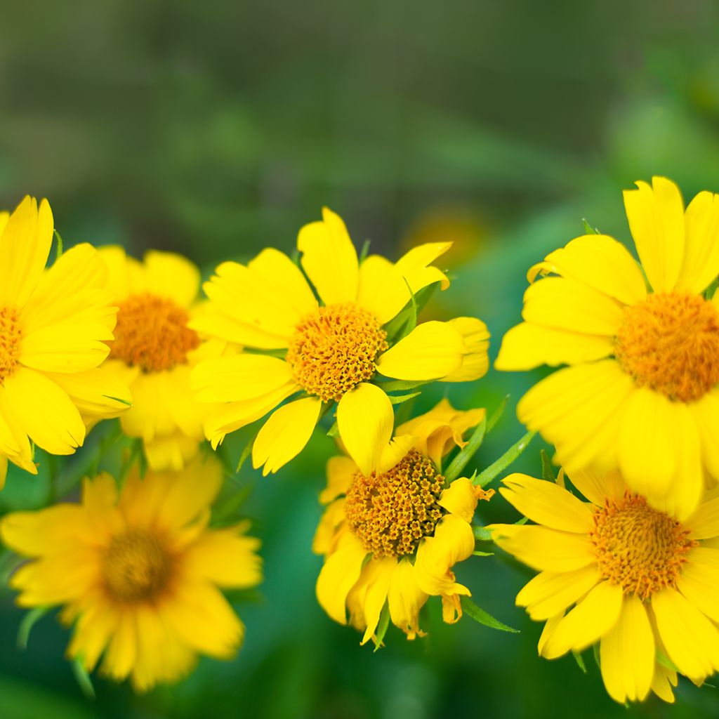 Syyssädekukka Maxima Aurea