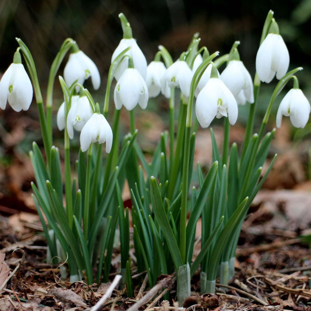Puistolumikello - Galanthus nivalis