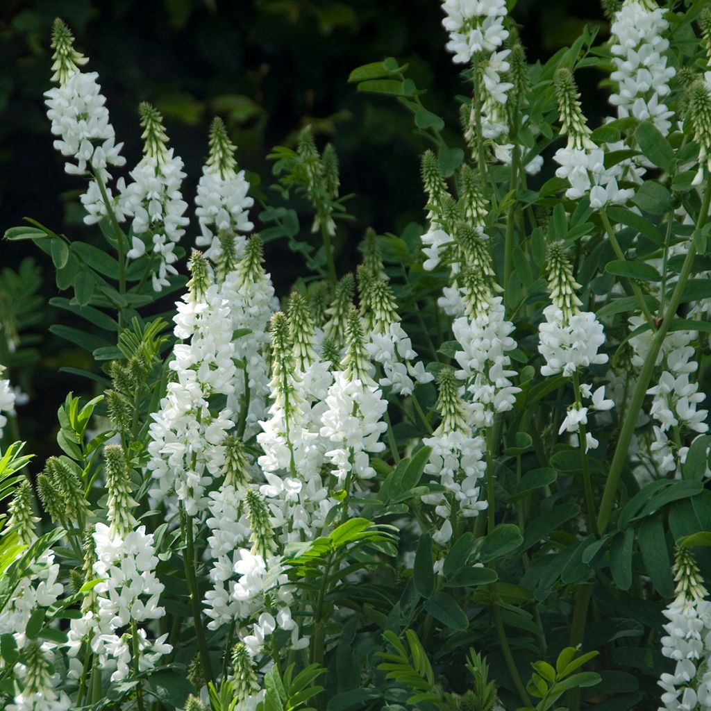 Rehuvuohenherne Alba