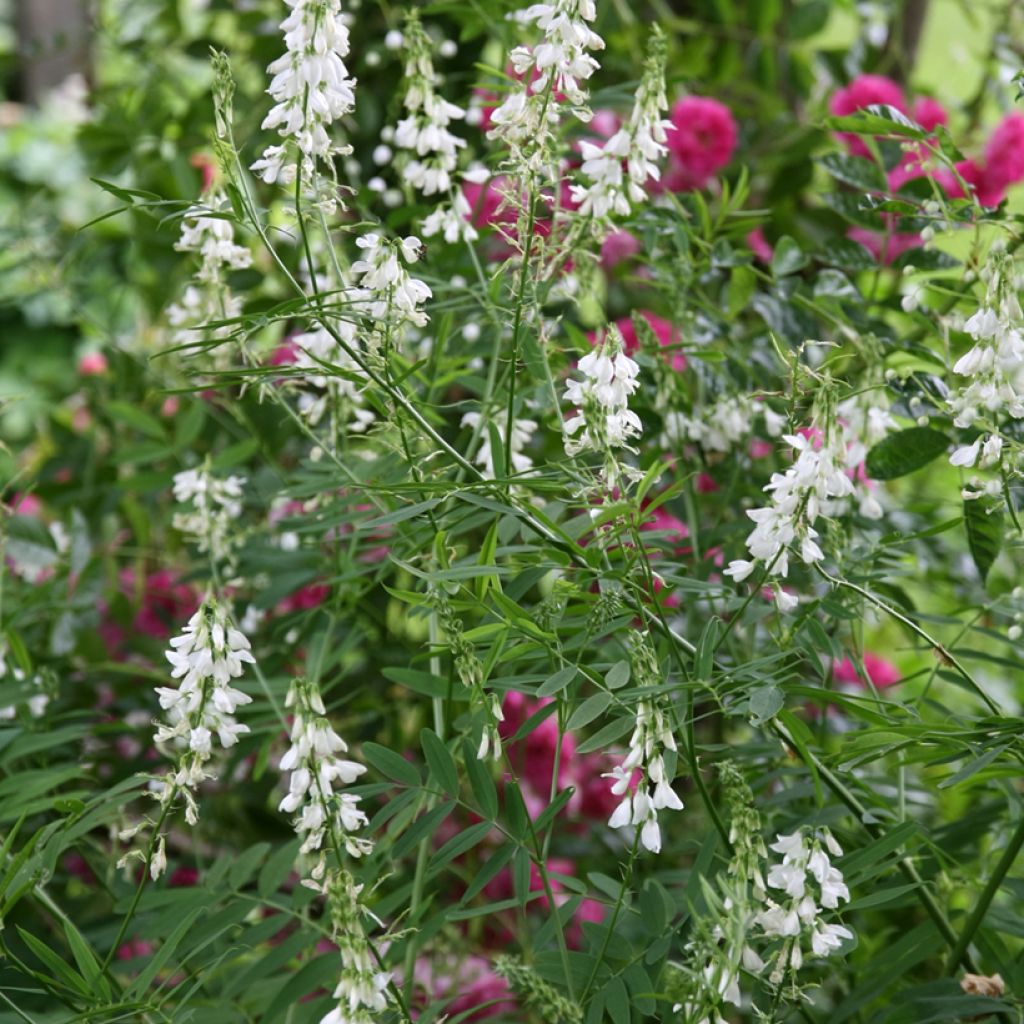 Rehuvuohenherne Alba