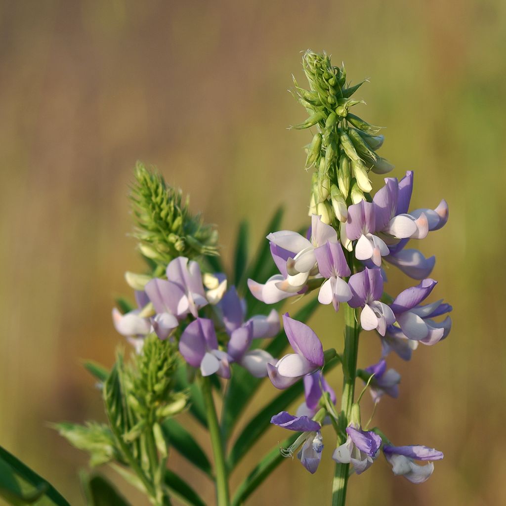 Rohtovuohenherne - Galega officinalis