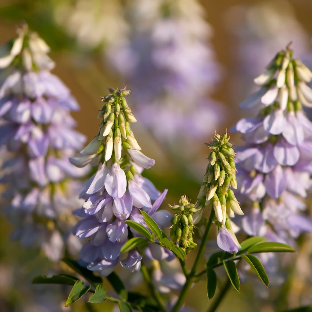 Rohtovuohenherne - Galega officinalis