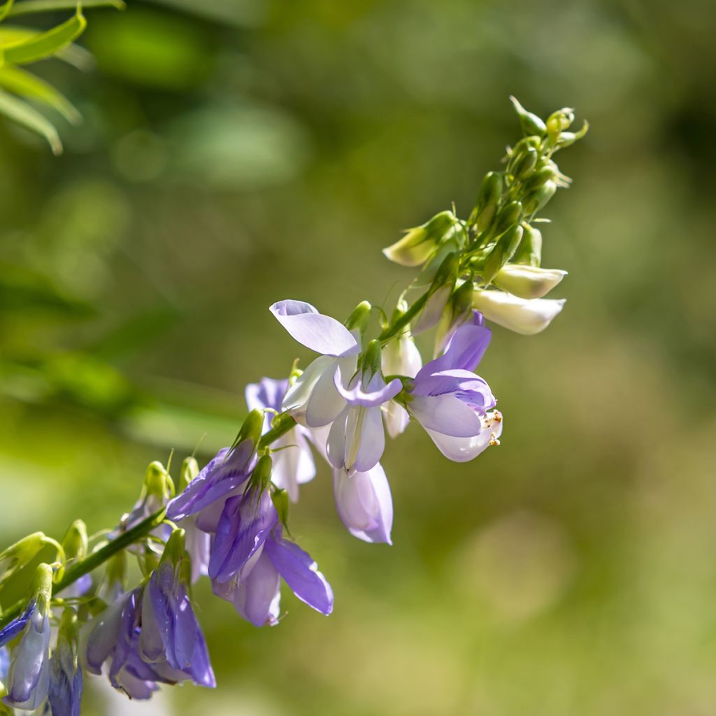Rohtovuohenherne - Galega officinalis