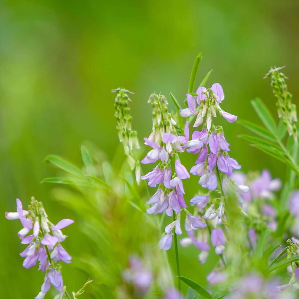 Rohtovuohenherne - Galega officinalis