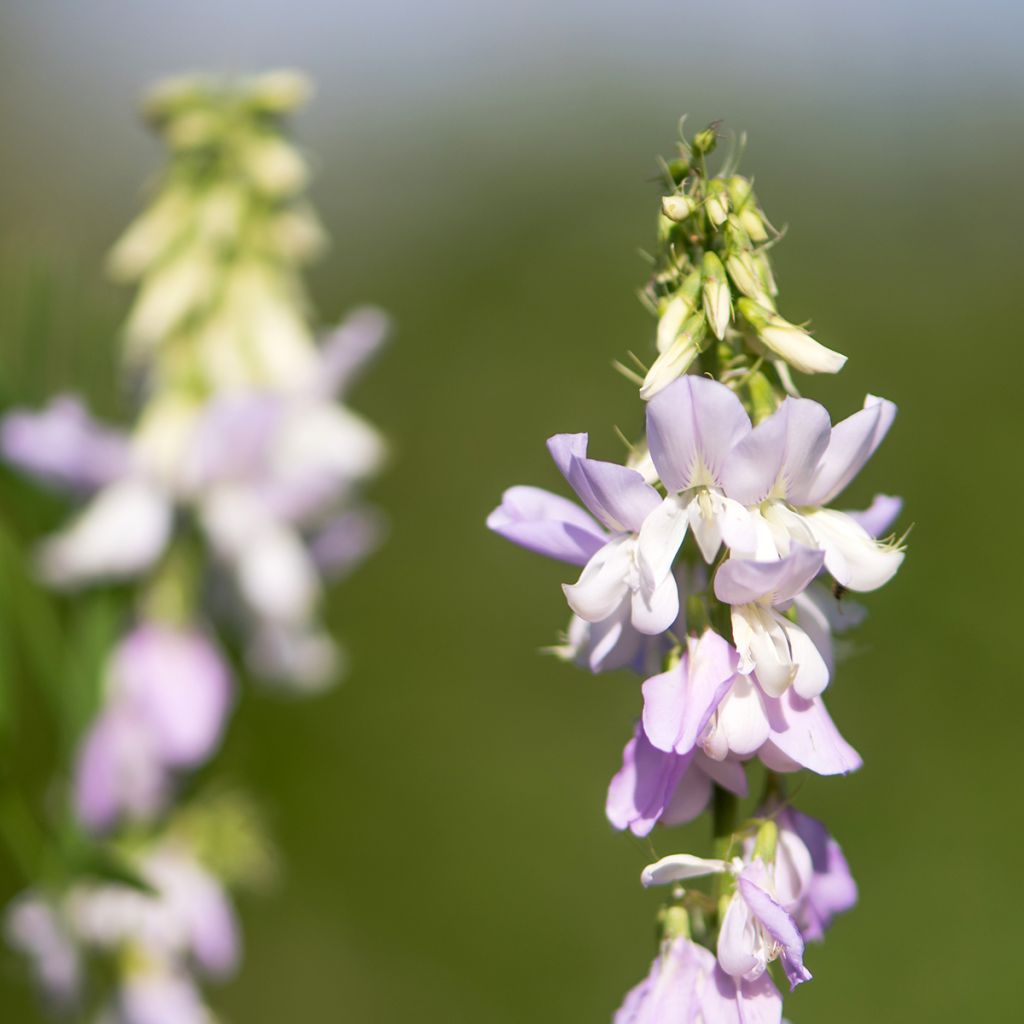 Rohtovuohenherne - Galega officinalis