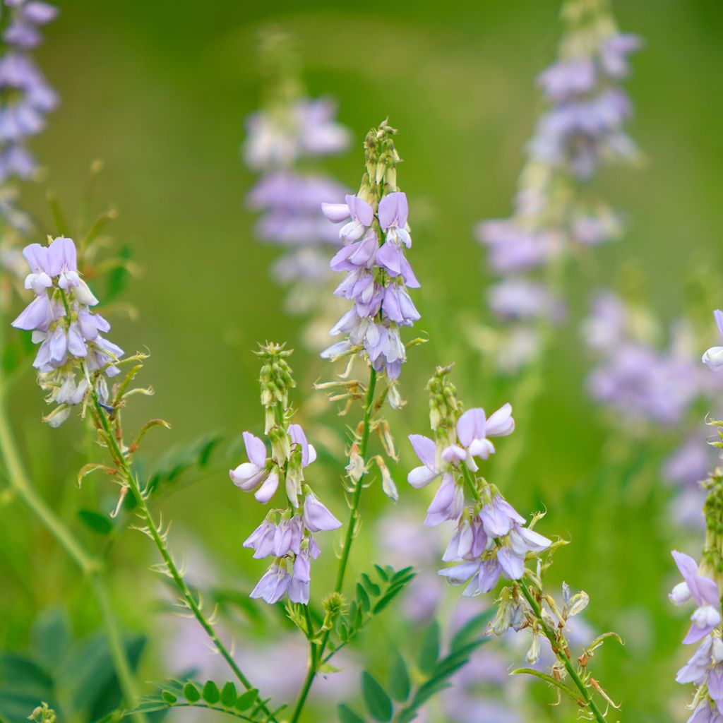 Rohtovuohenherne - Galega officinalis