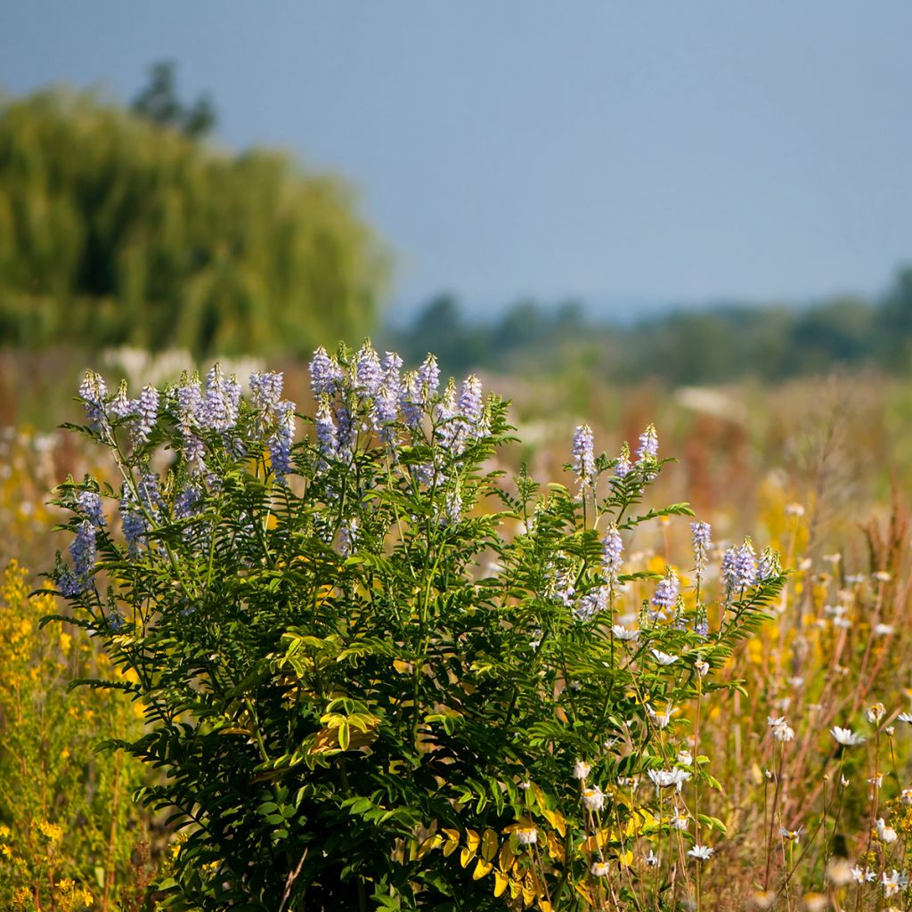 Rohtovuohenherne - Galega officinalis