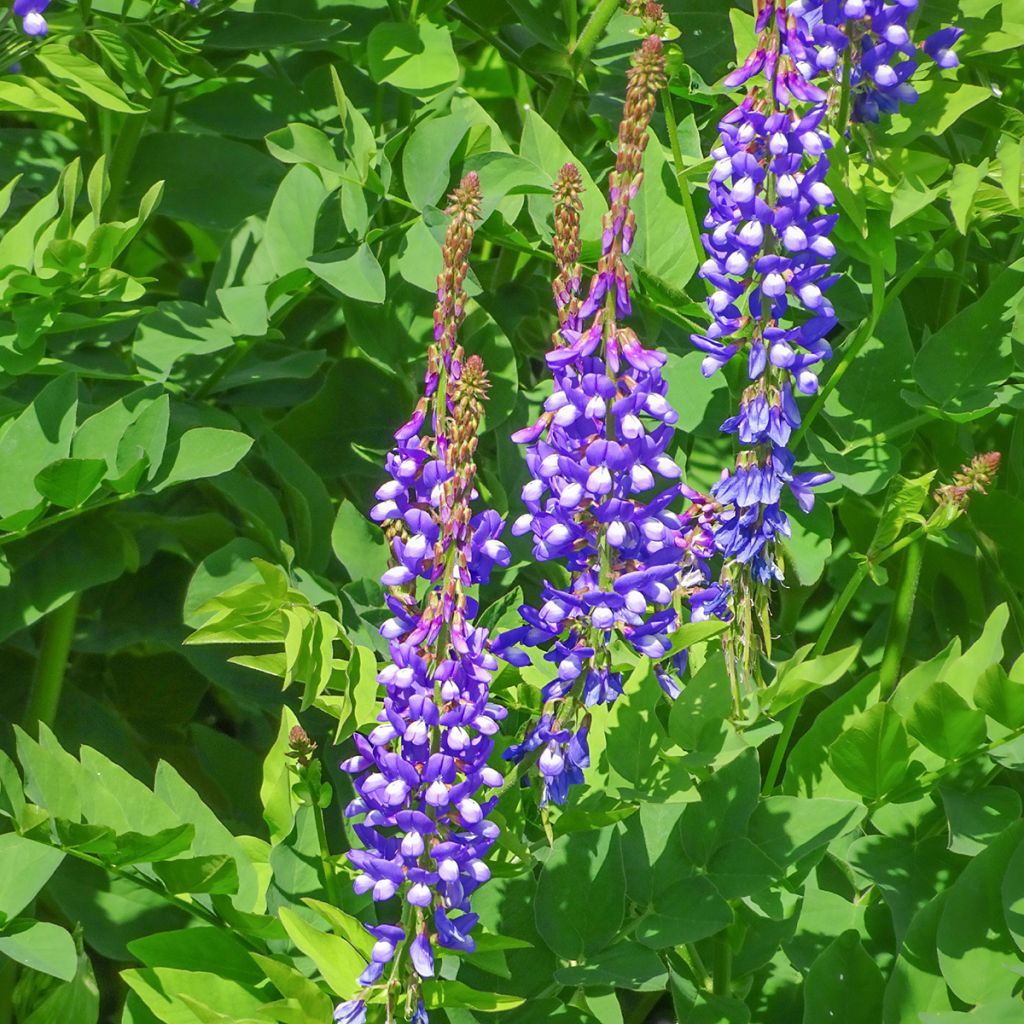 Rehuvuohenherne - Galega orientalis