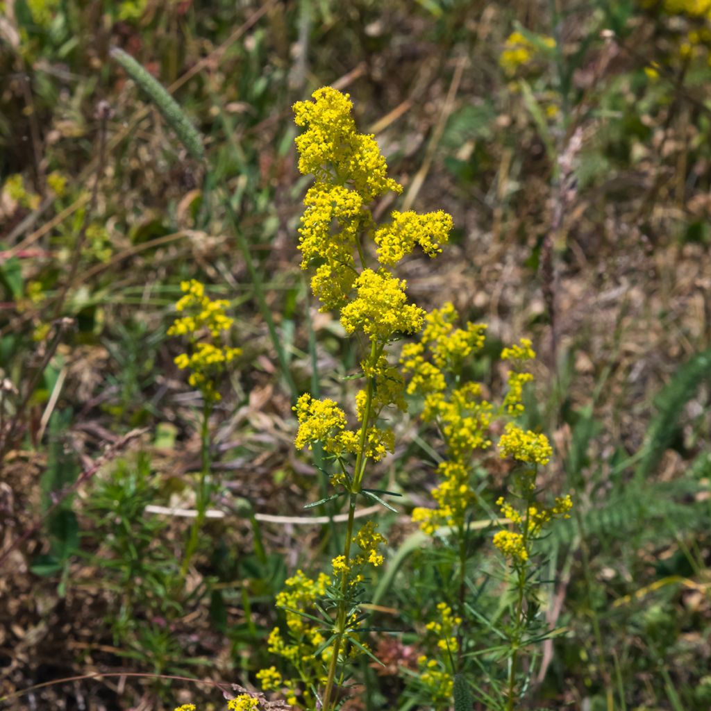 Keltamatara - Galium verum