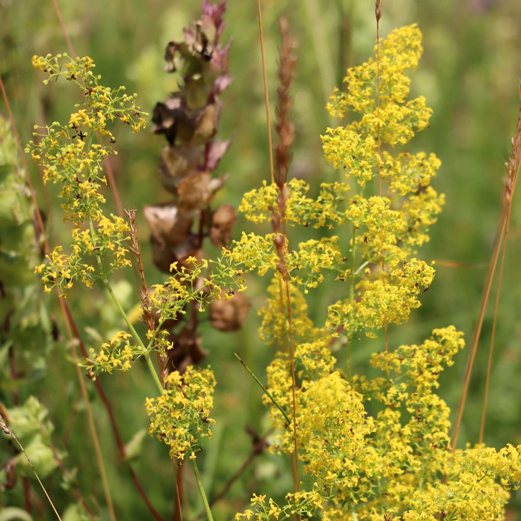 Keltamatara - Galium verum