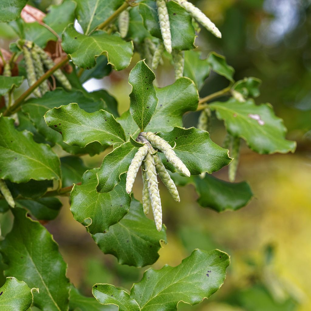 Garrya elliptica