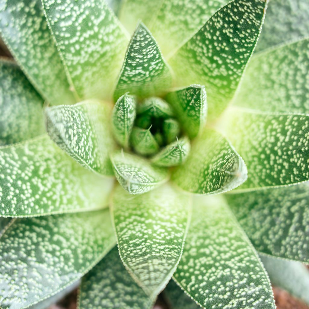 Gasteria D. Tiga