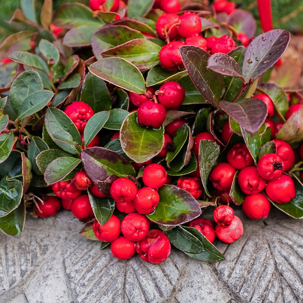 Lamosalali - Gaultheria procumbens