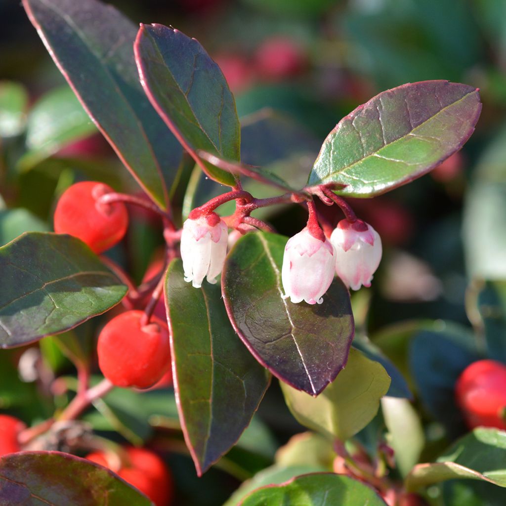 Lamosalali - Gaultheria procumbens
