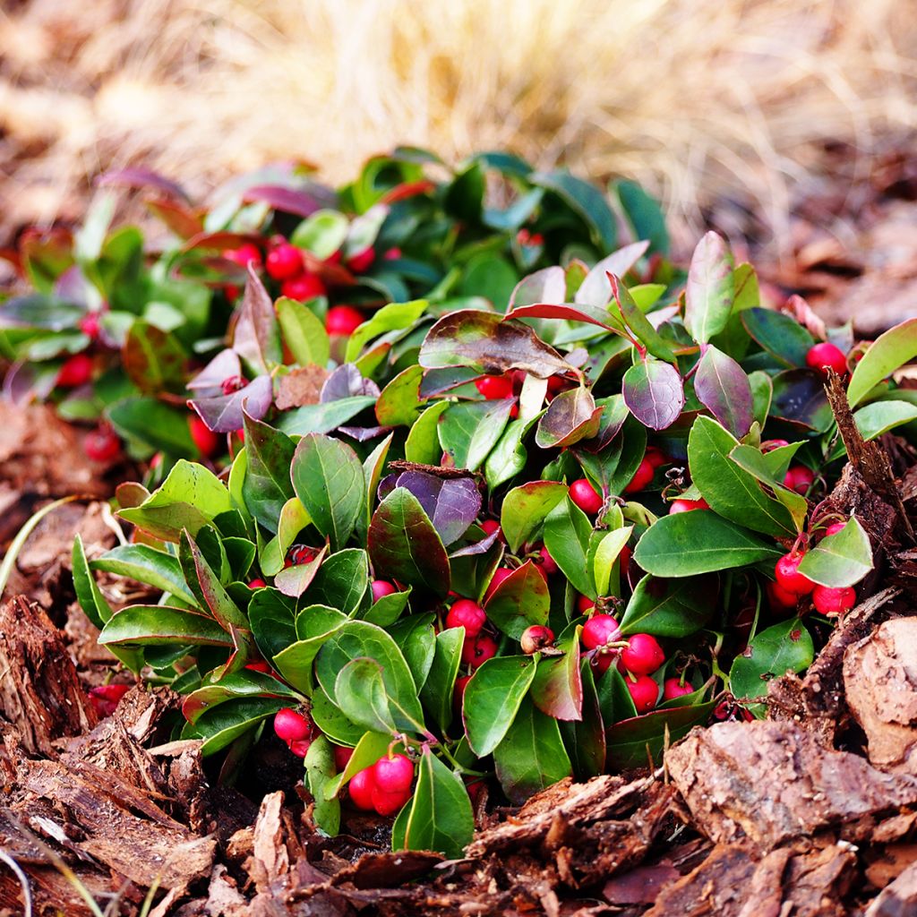 Lamosalali - Gaultheria procumbens