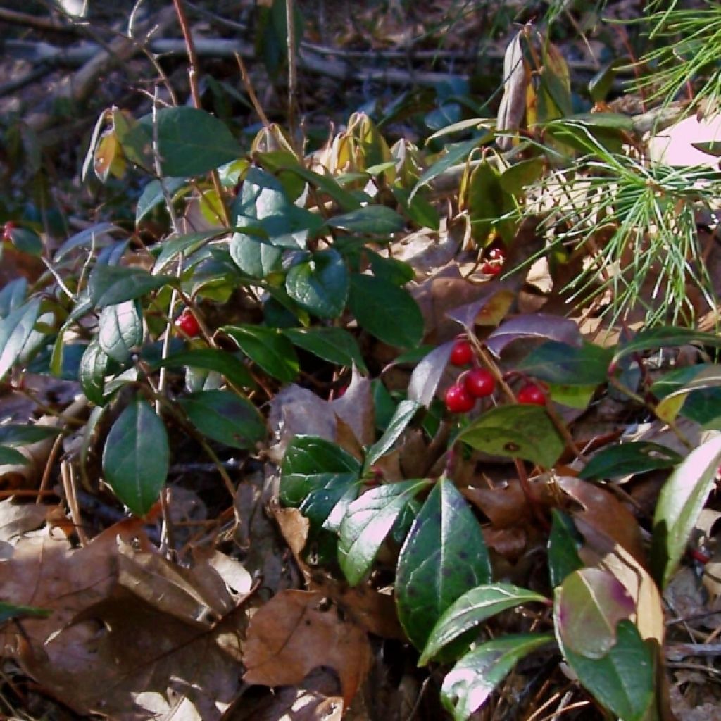 Lamosalali - Gaultheria procumbens