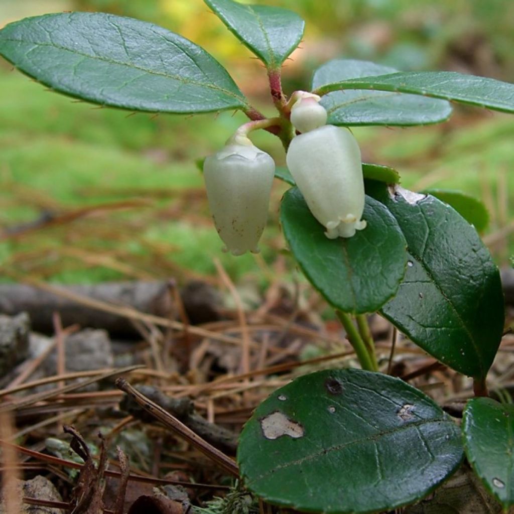 Lamosalali - Gaultheria procumbens