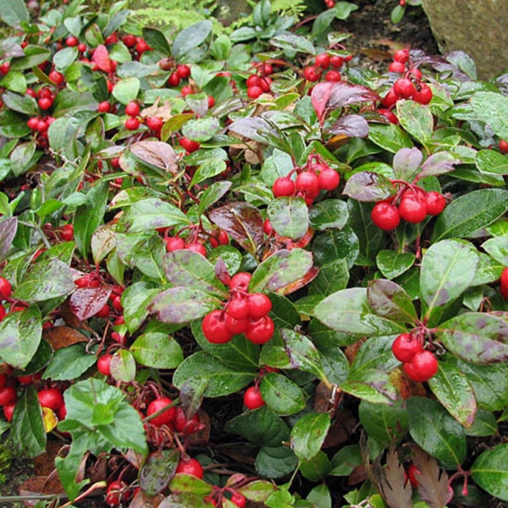 Lamosalali - Gaultheria procumbens