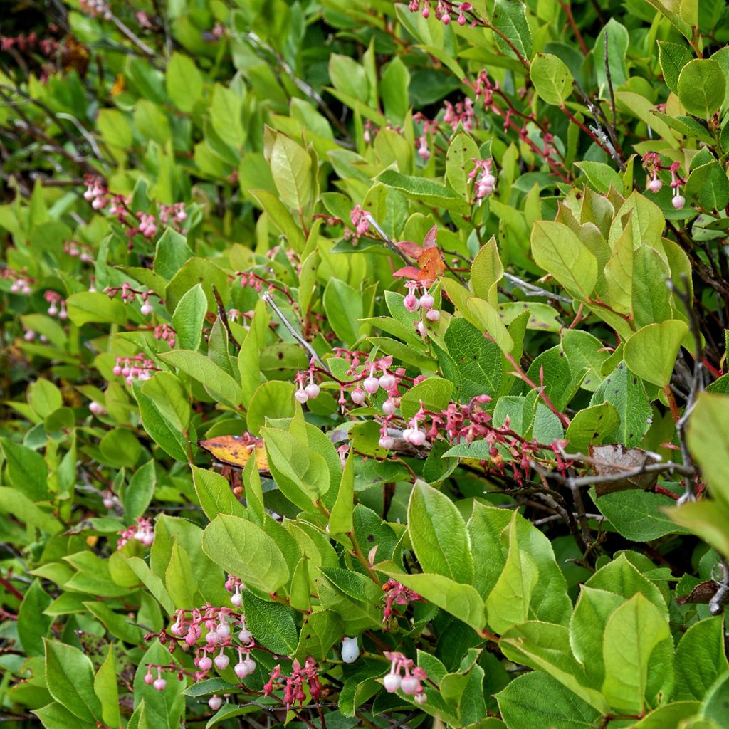 Isosalali - Gaultheria shallon