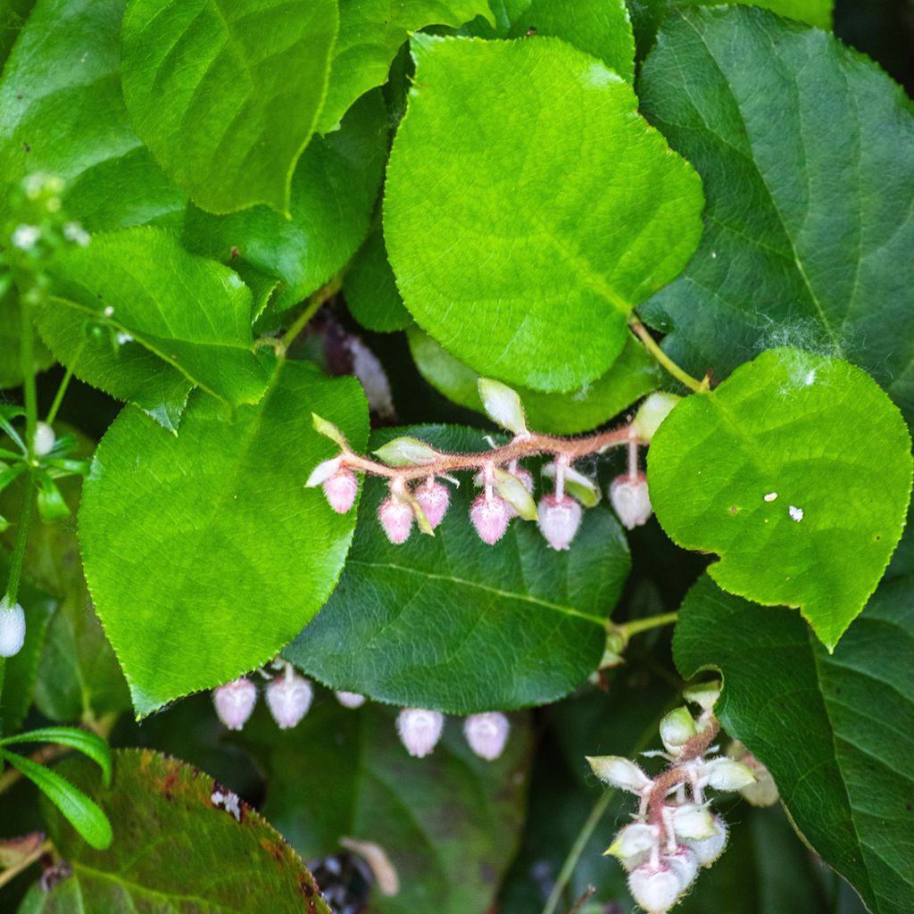 Isosalali - Gaultheria shallon