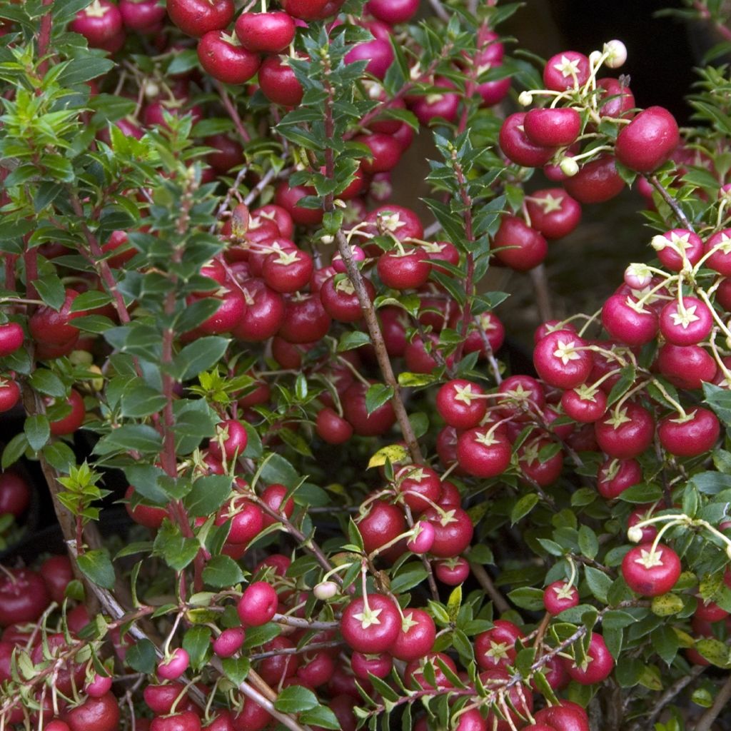 Marjakanerva - Pernettya mucronata