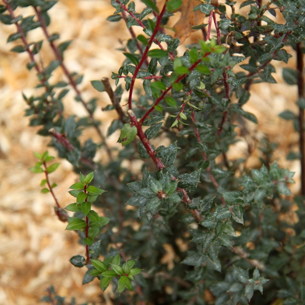 Marjakanerva - Pernettya mucronata