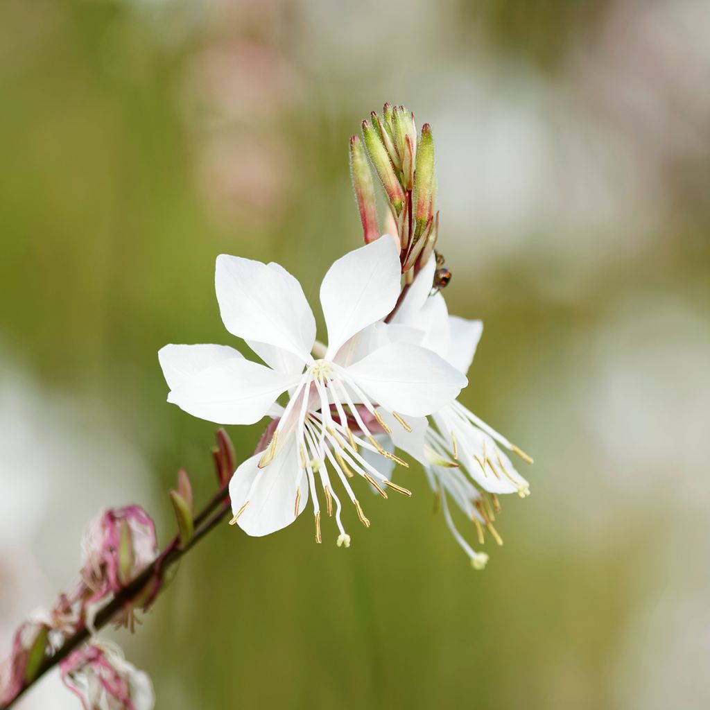 Sirokesäkynttilä Blanche
