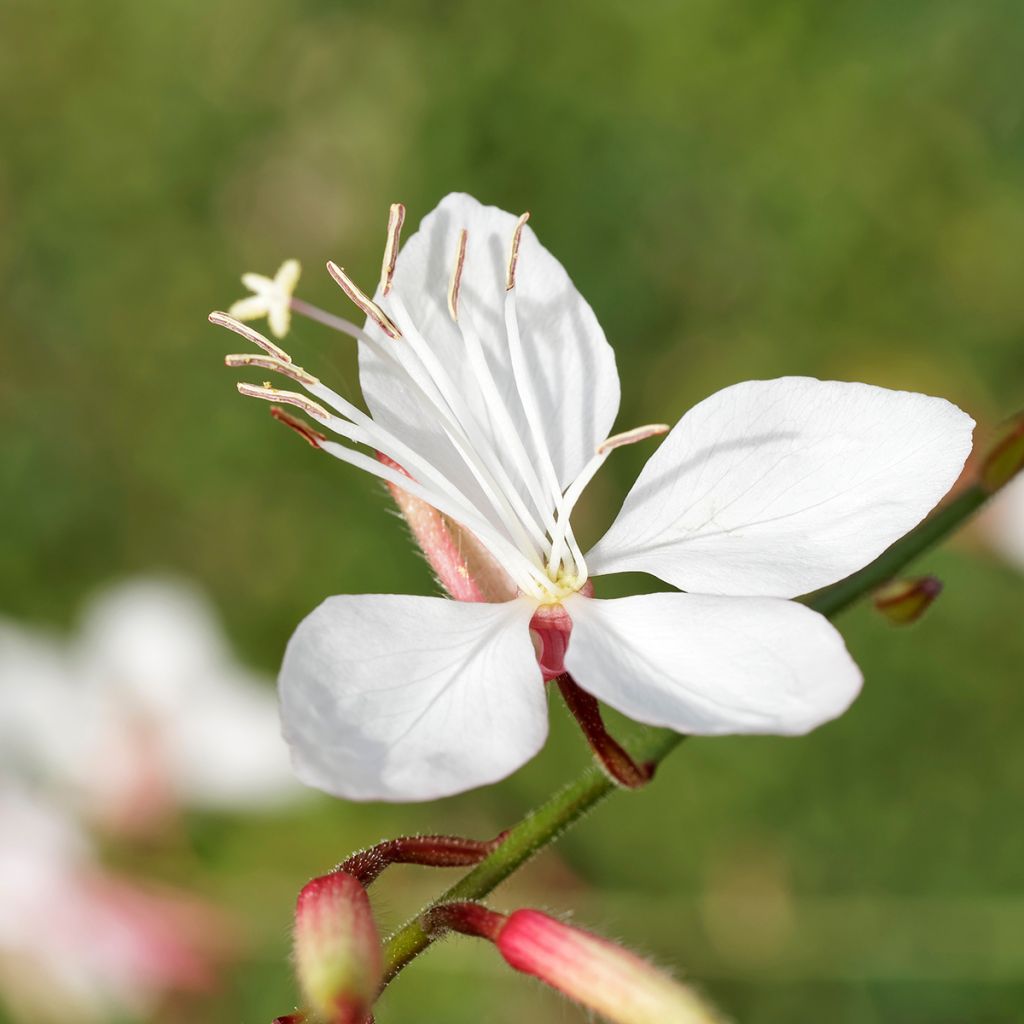 Sirokesäkynttilä Blanche