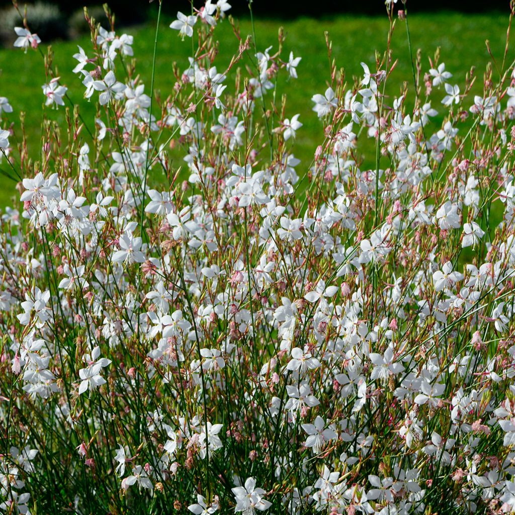 Sirokesäkynttilä Blanche