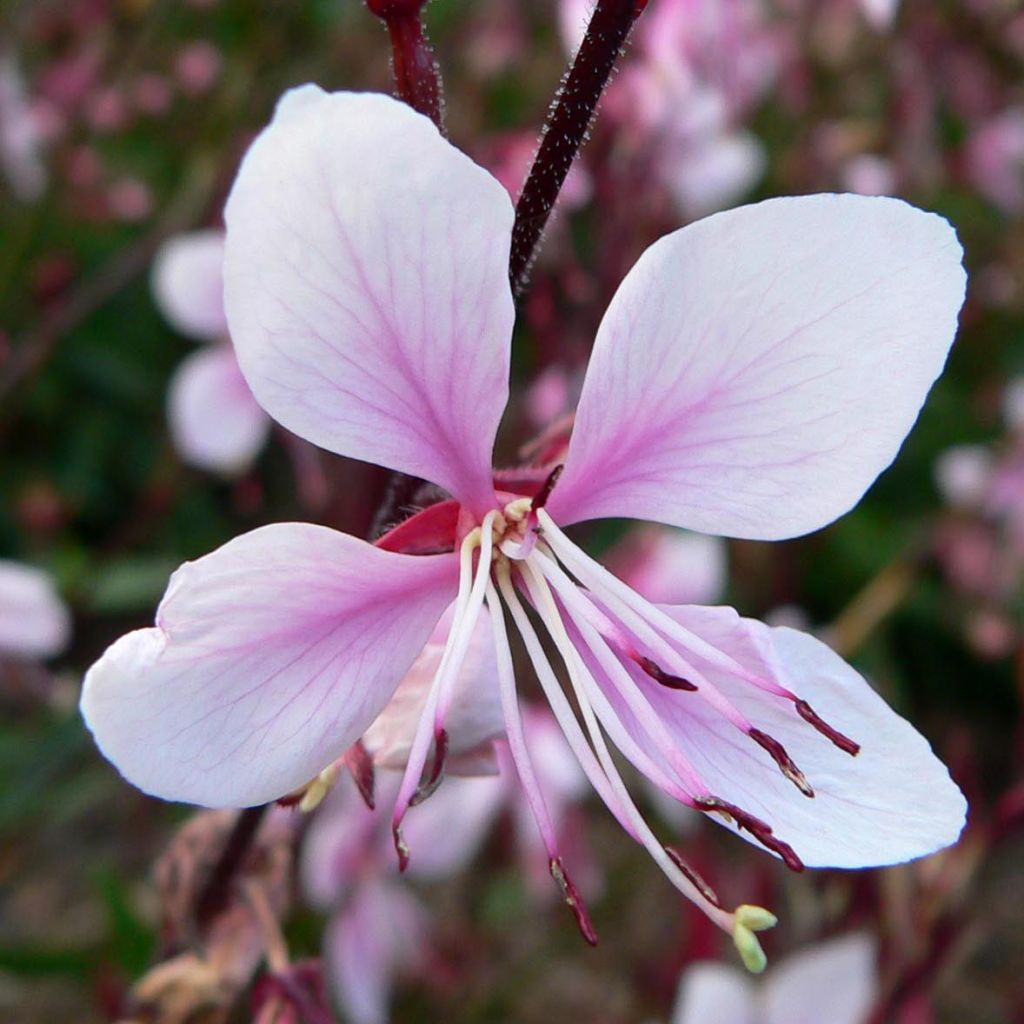 Sirokesäkynttilä Cherry Brandy