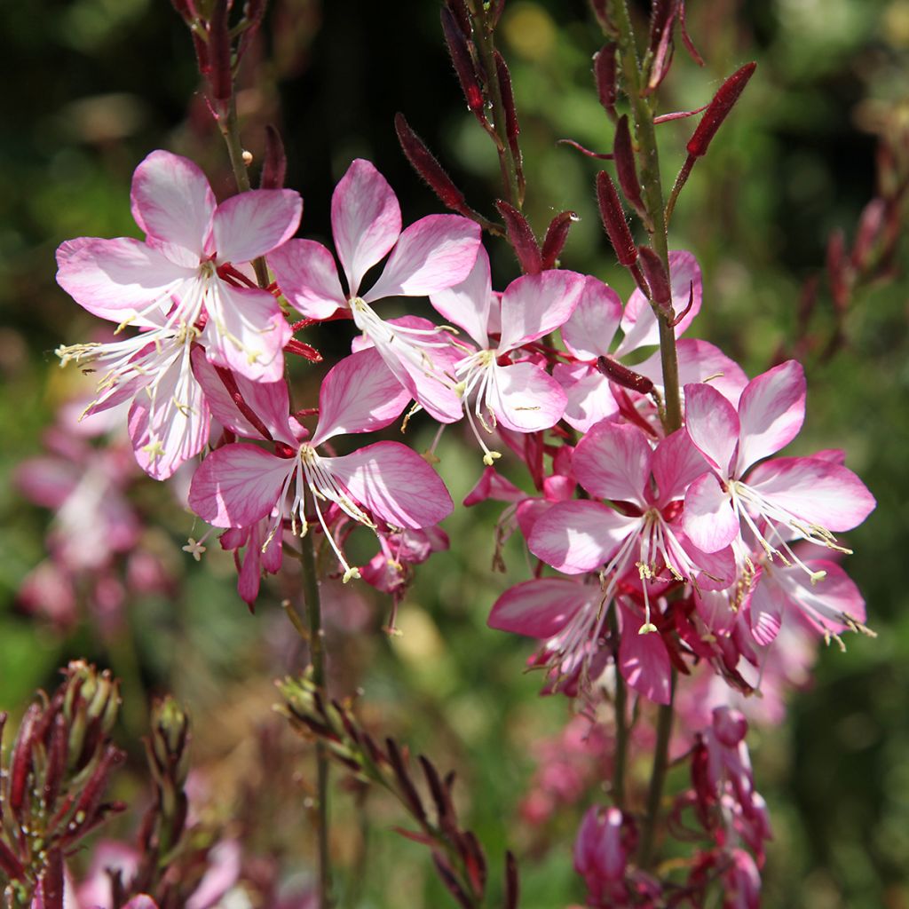 Sirokesäkynttilä Rosy Jane