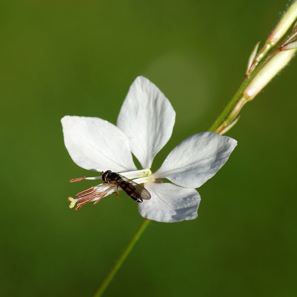 Sirokesäkynttilä Snowbird