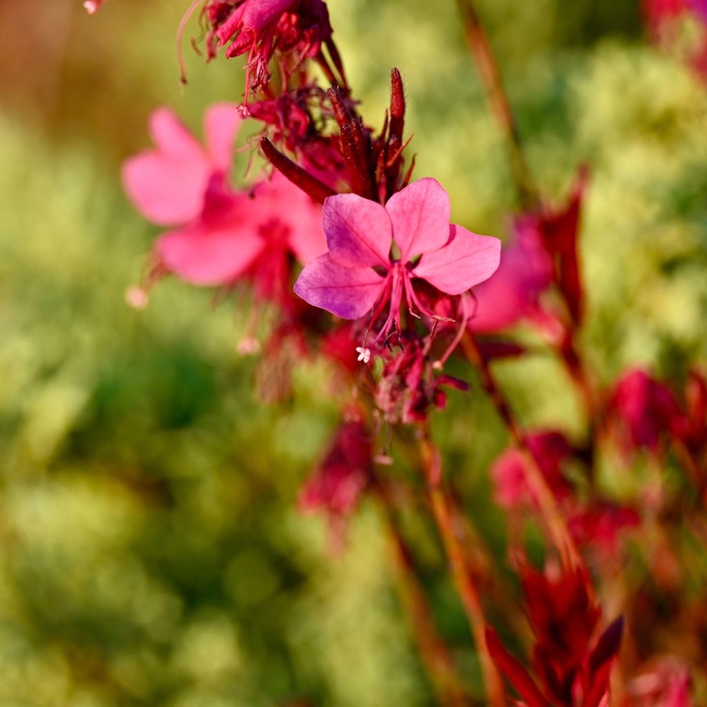 Sirokesäkynttilä Siskiyou pink
