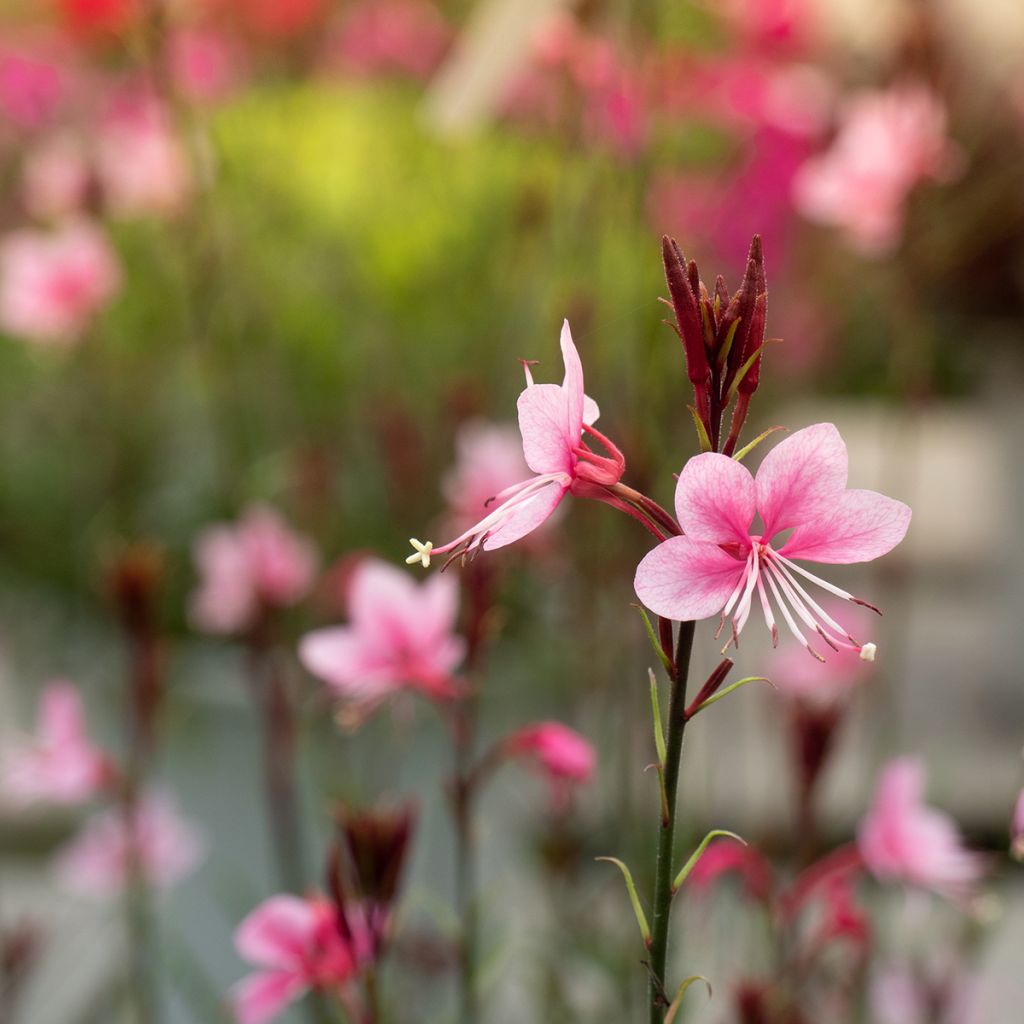 Sirokesäkynttilä Siskiyou pink