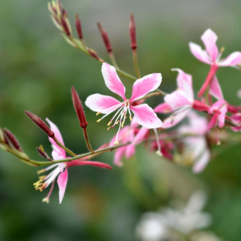 Sirokesäkynttilä Siskiyou pink