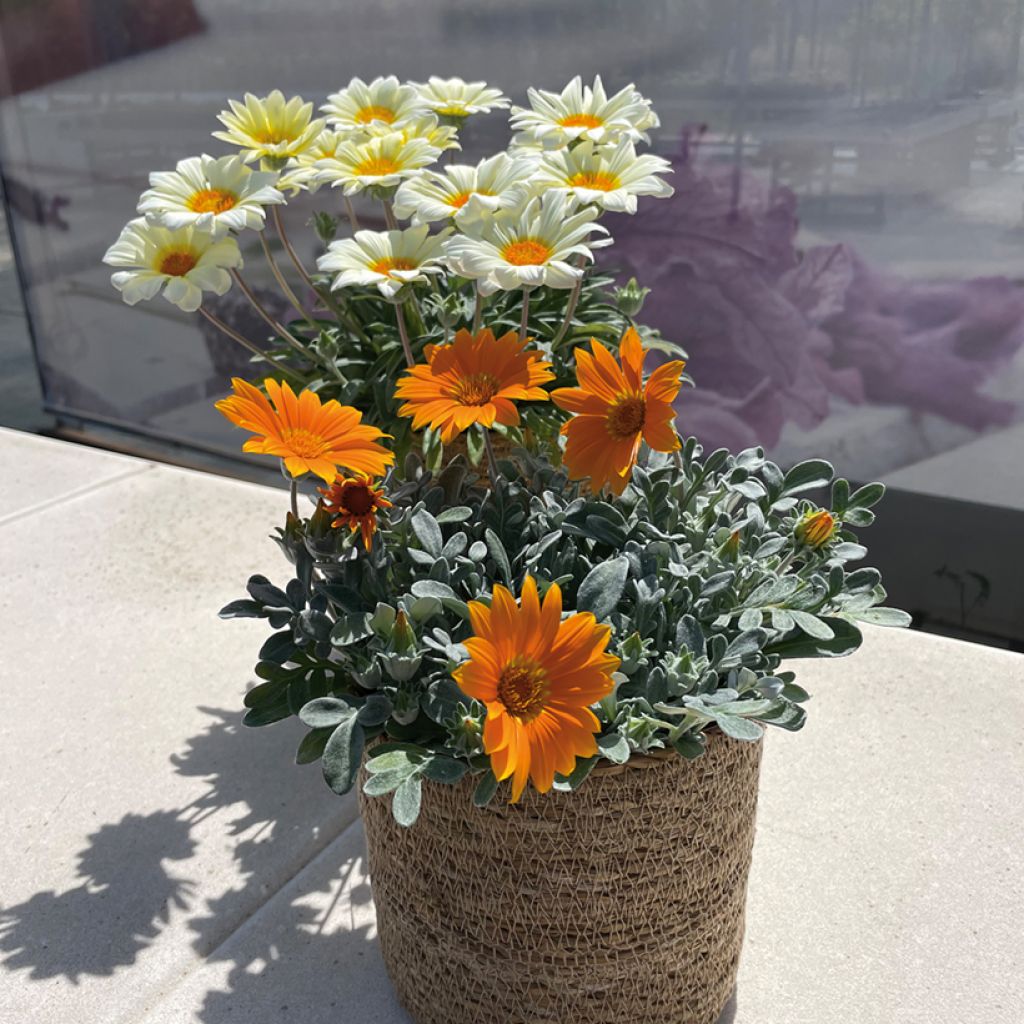 Timanttikukka orange