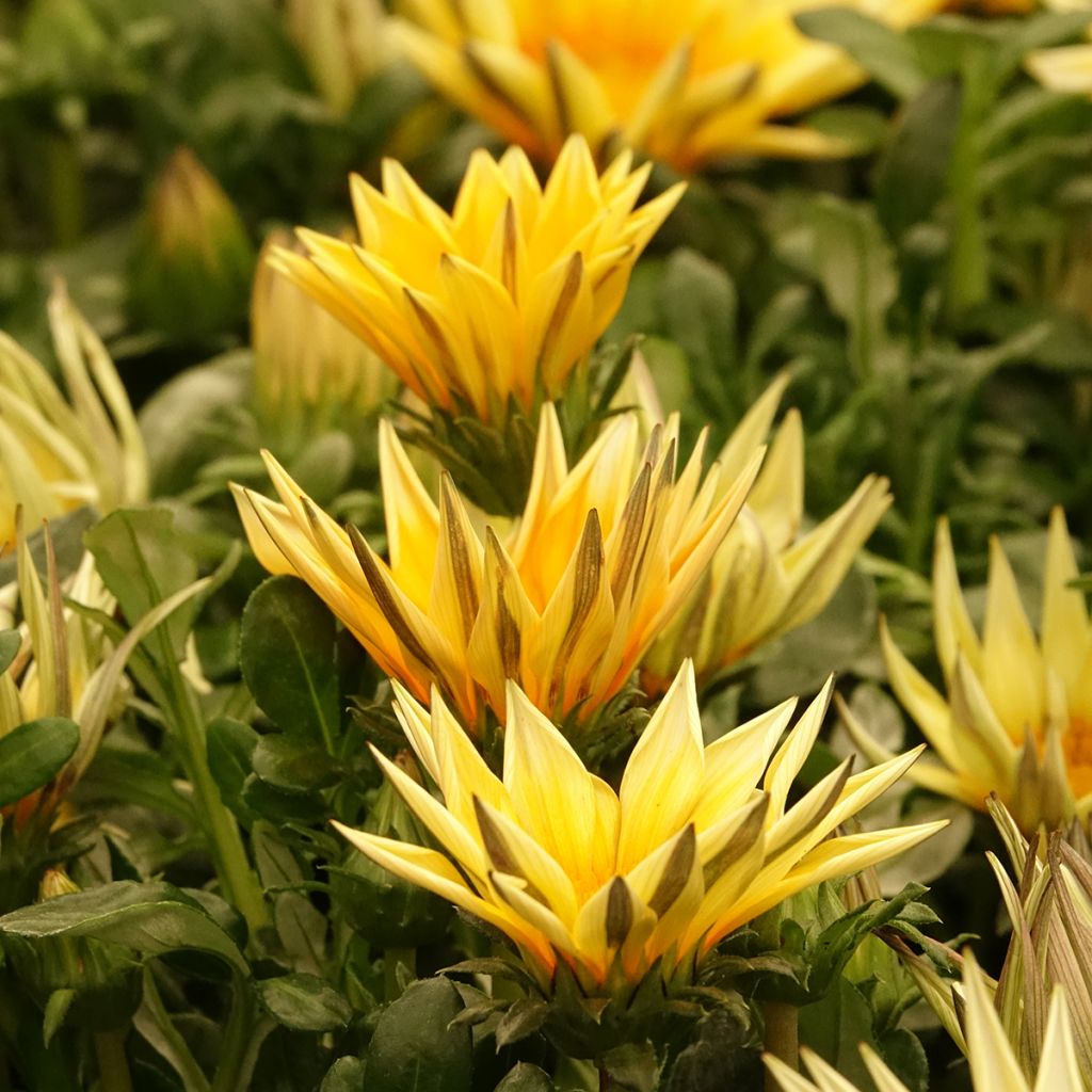 Timanttikukka Zany F1 Sunny Side Up (siemenet)