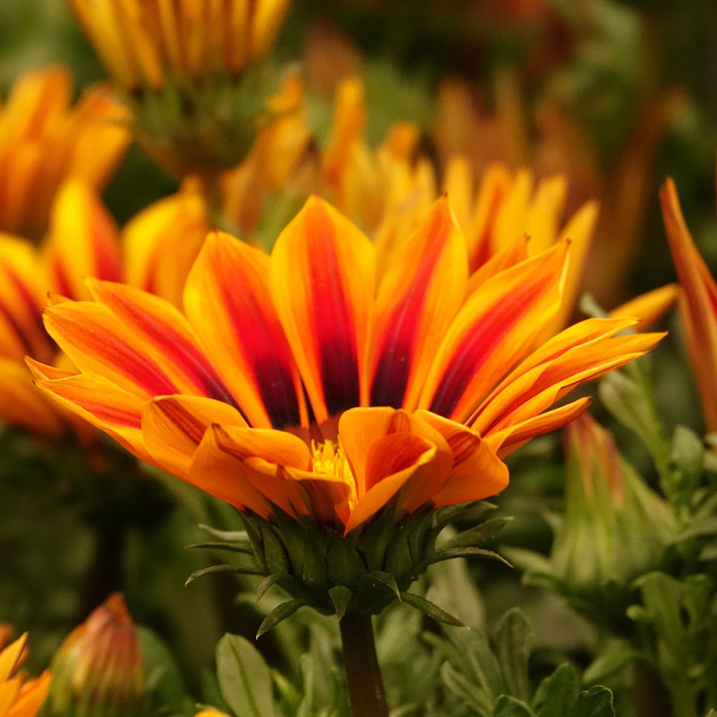 Timanttikukka Zany Orange Flame (siemenet)