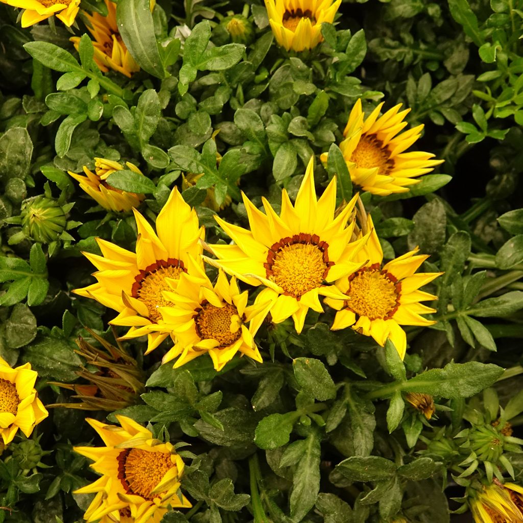 Timanttikukka Zany Yellow (siemenet)