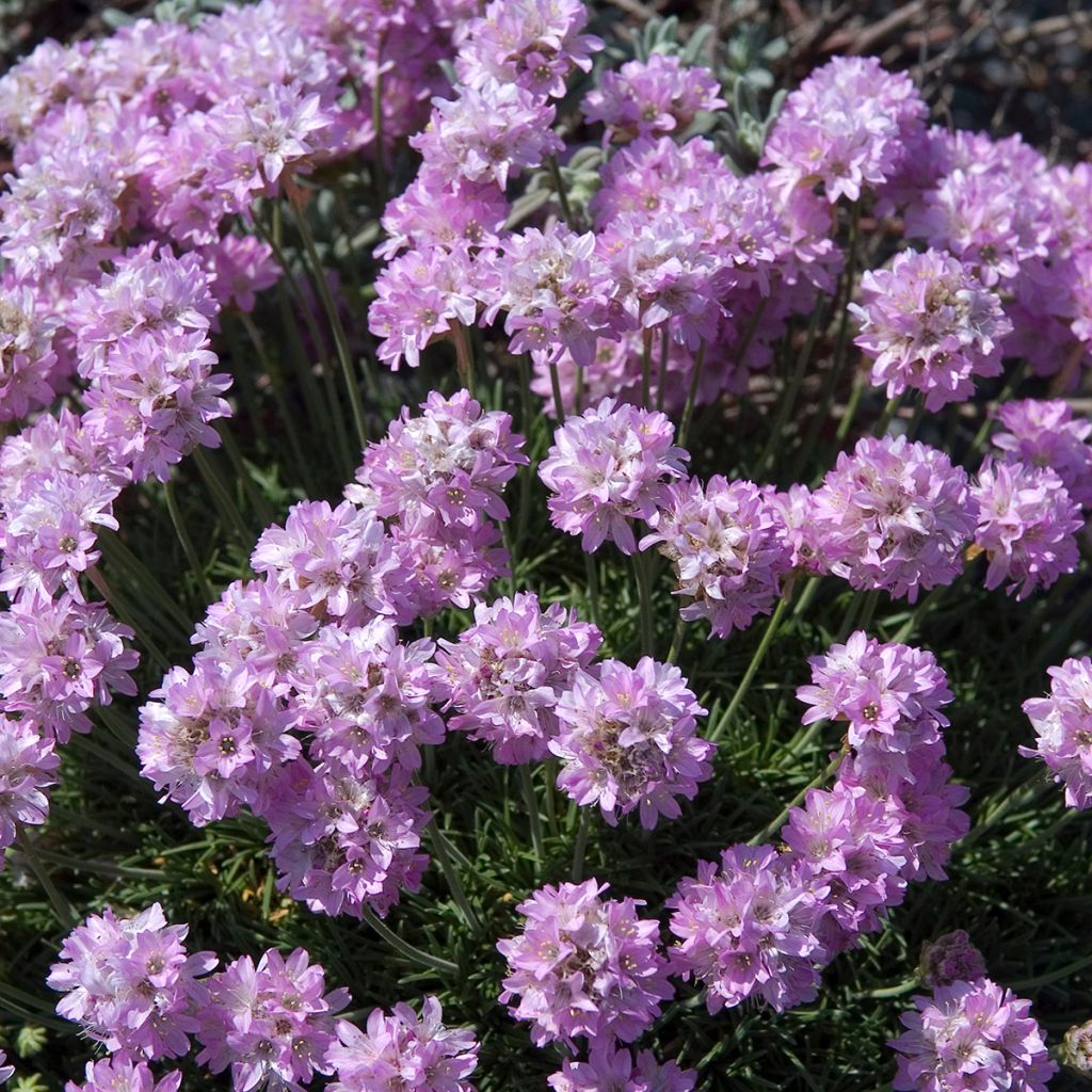 Mätäslaukkaneilikka Bevan s Variety