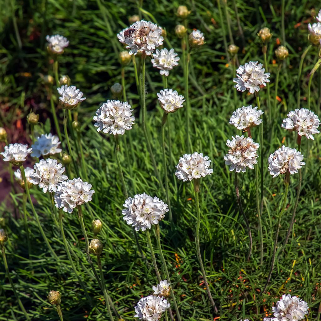 Rusolaukkaneilikka Alba