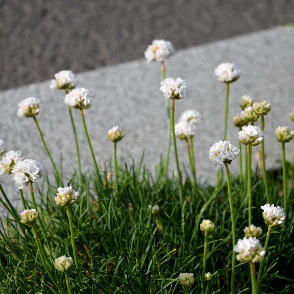 Rusolaukkaneilikka Alba