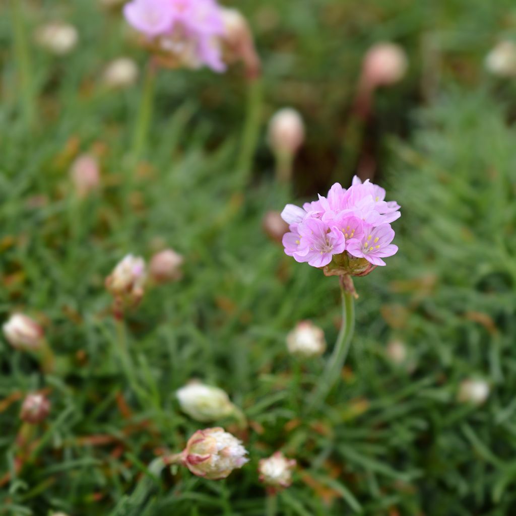 Rusolaukkaneilikka Rosea