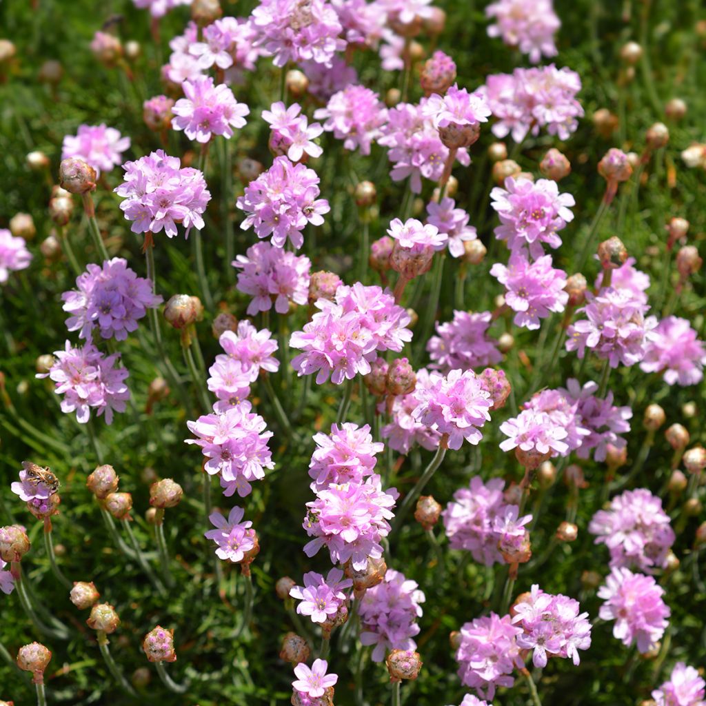 Rusolaukkaneilikka Rosea