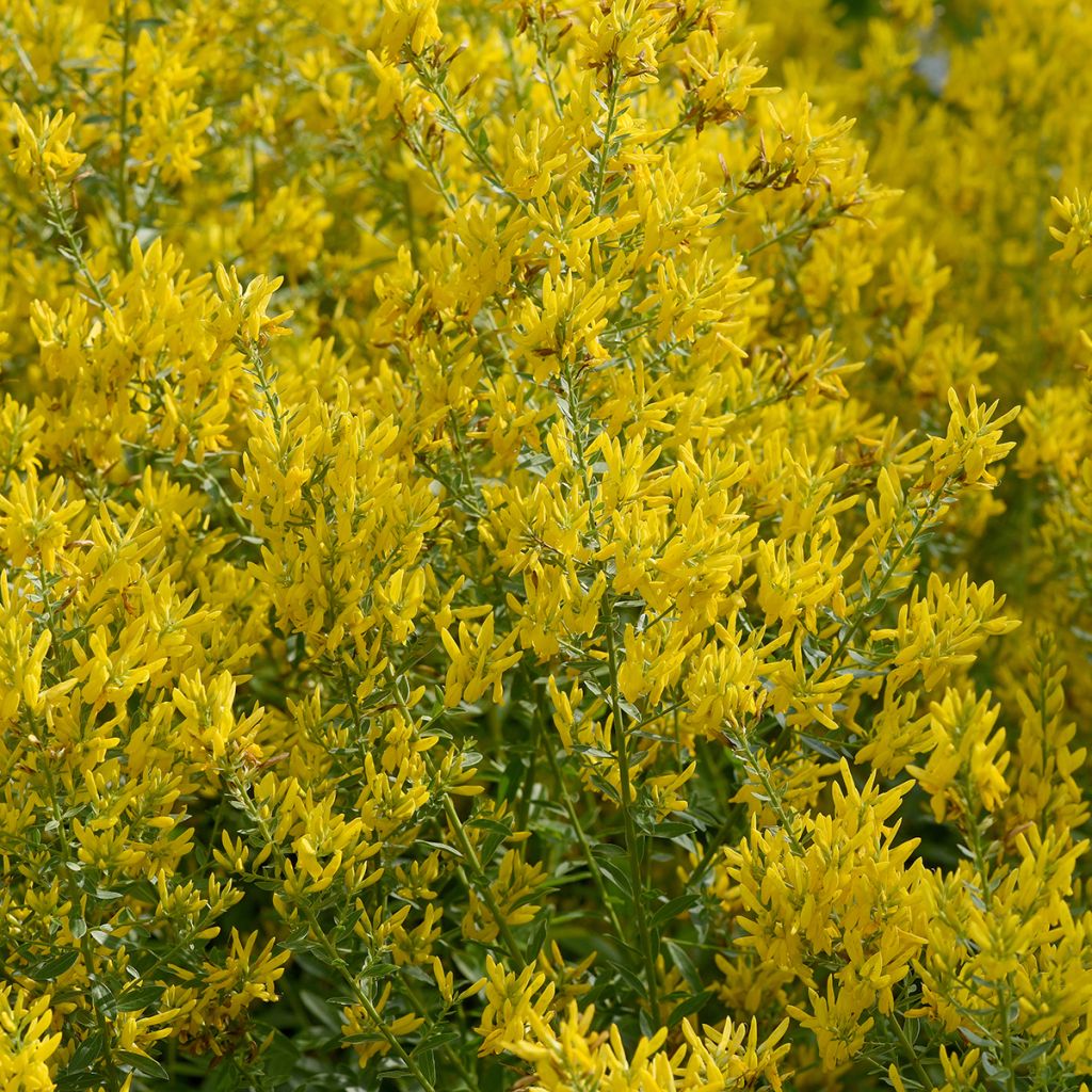 Pensasväriherne - Genista tinctoria