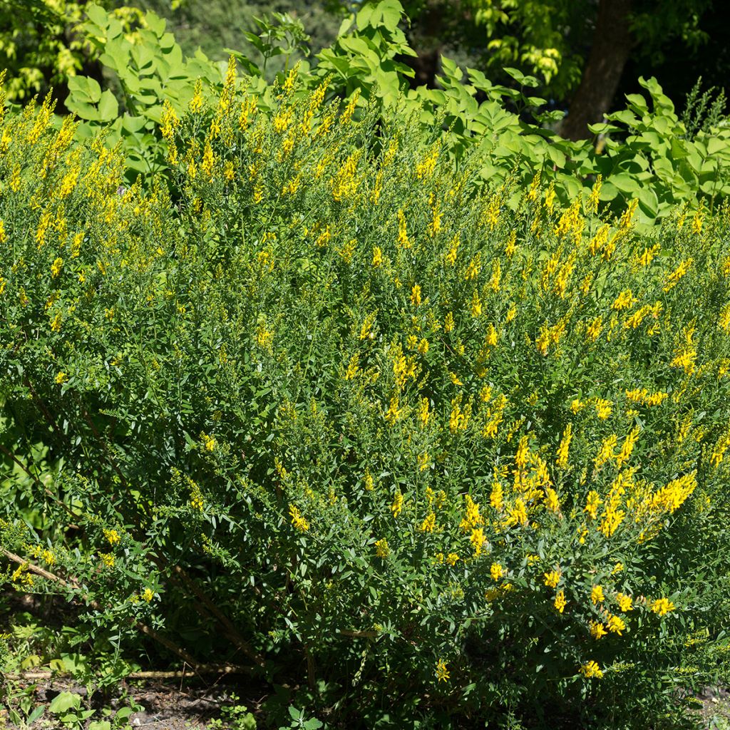 Pensasväriherne - Genista tinctoria