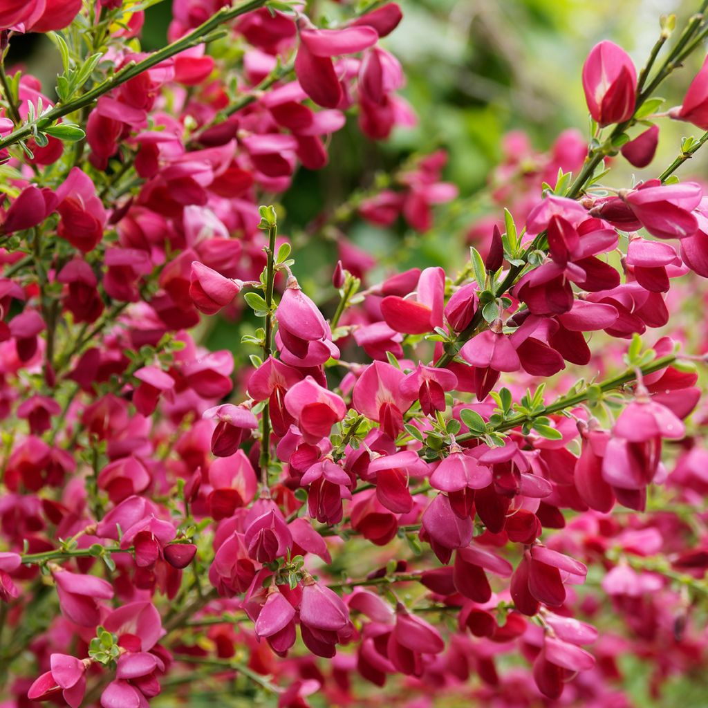 Jänönvihma Ruby