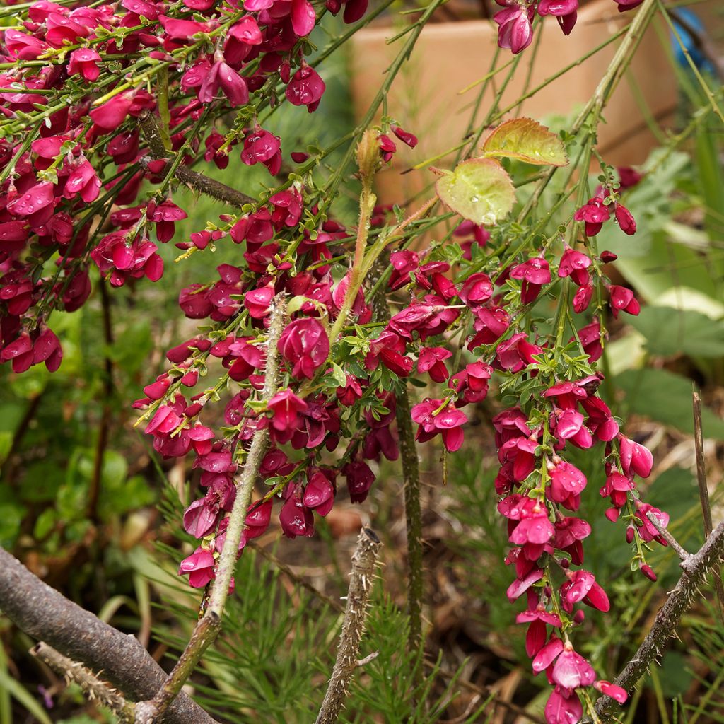 Jänönvihma Ruby